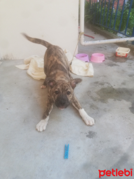 Amerikan Pitbull Terrier, Köpek  Nova fotoğrafı