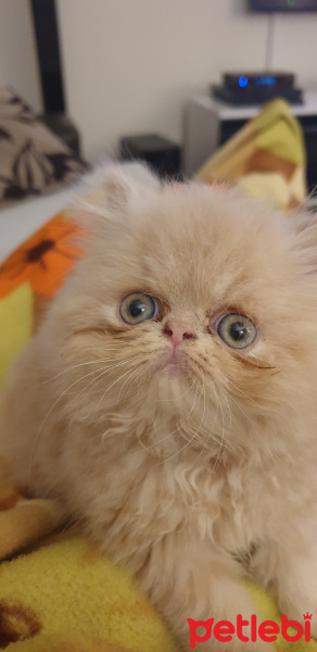Exotic Shorthair, Kedi  Tarçın fotoğrafı