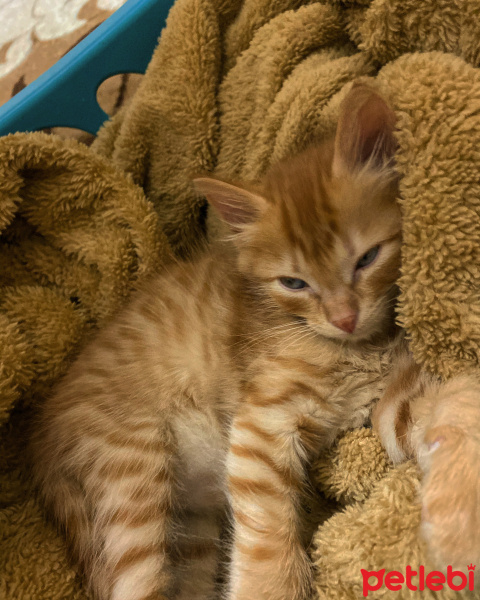 Sarman, Kedi  Leonardo fotoğrafı