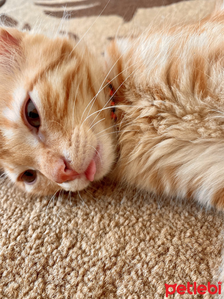 Sarman, Kedi  Leonardo fotoğrafı