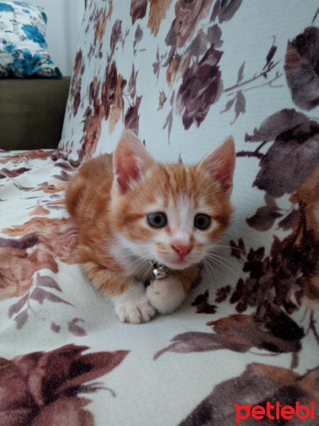 Sarman, Kedi  Karamel fotoğrafı