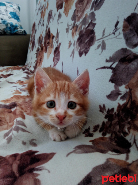 Sarman, Kedi  Karamel fotoğrafı