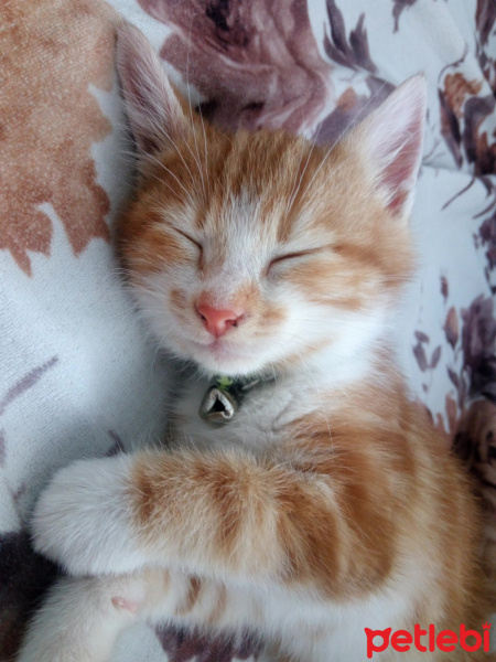 Sarman, Kedi  Karamel fotoğrafı