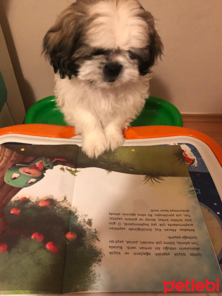 Shih Tzu, Köpek  Bulut fotoğrafı