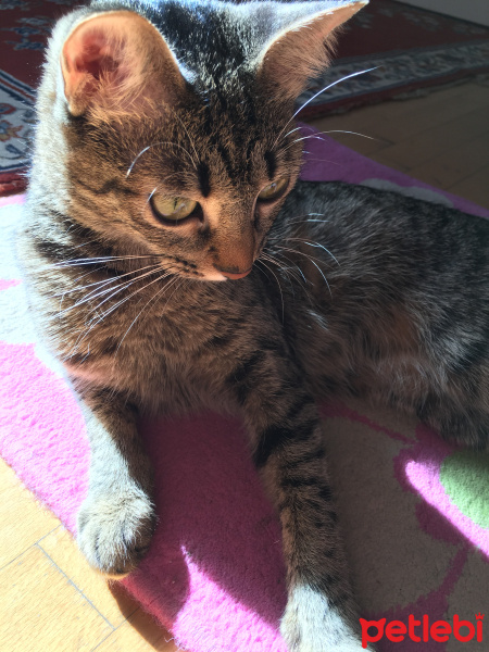 Tekir Kedi, Kedi  Luna fotoğrafı