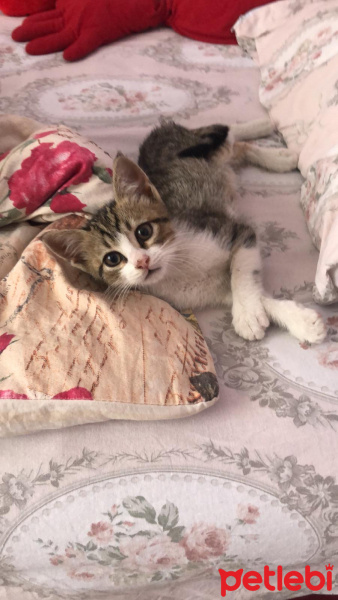 Tekir Kedi, Kedi  Minnoş fotoğrafı