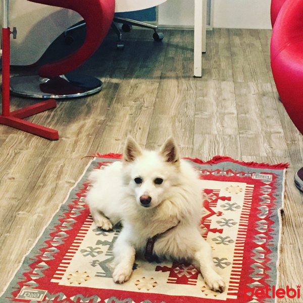 Amerikan Eskimo, Köpek  Puppy fotoğrafı