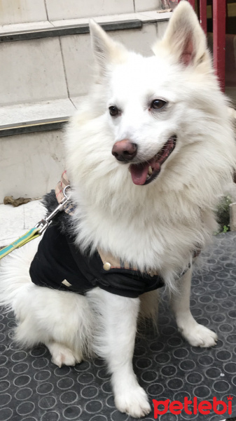 Amerikan Eskimo, Köpek  Puppy fotoğrafı