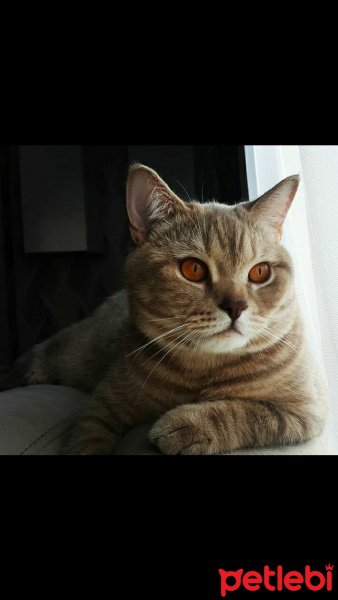 Scottish Fold, Kedi  Latte fotoğrafı