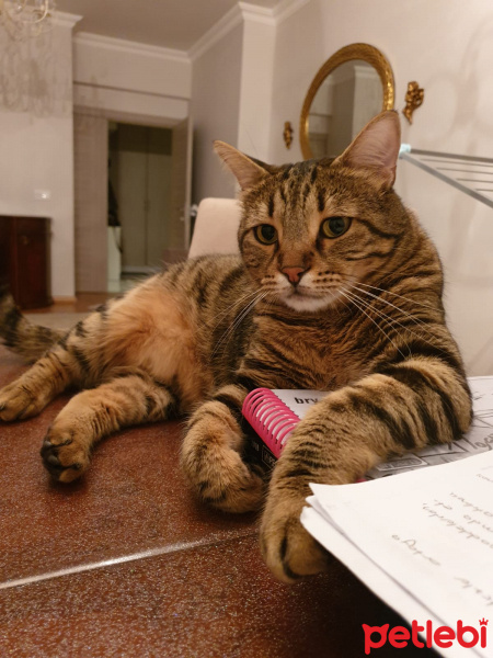 Tekir Kedi, Kedi  Kuki fotoğrafı