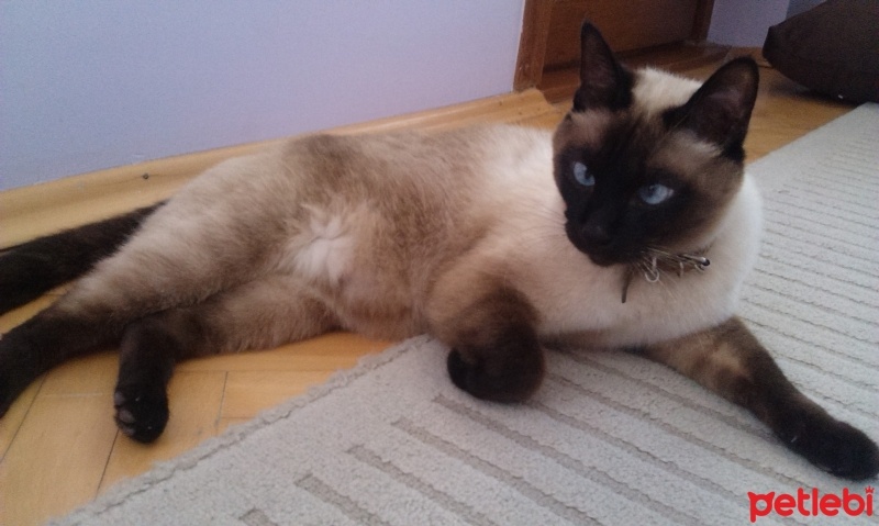 Siyam Kedisi, Kedi  herkül fotoğrafı