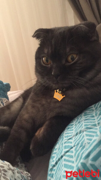 Scottish Fold, Kedi  LORD fotoğrafı