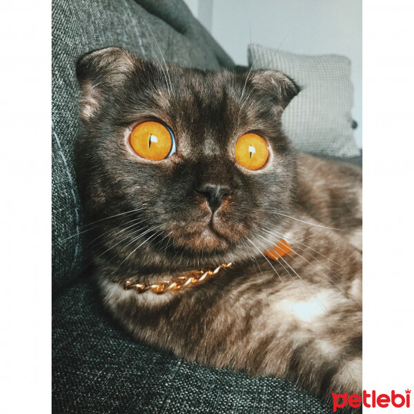 Scottish Fold, Kedi  LORD fotoğrafı