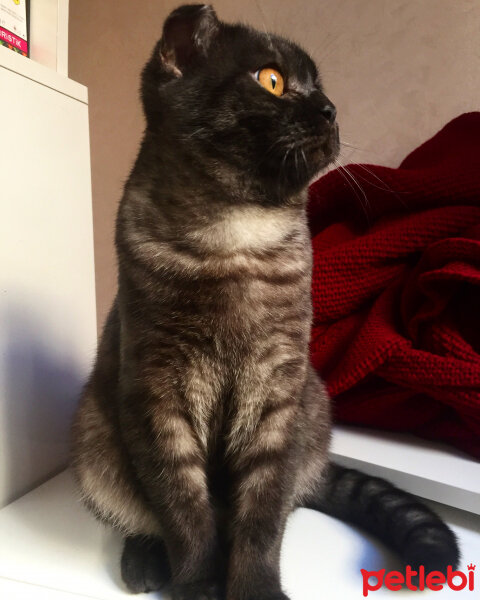 Scottish Fold, Kedi  LORD fotoğrafı