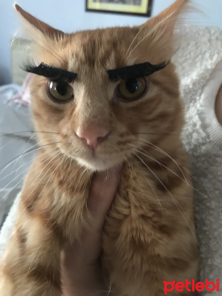 Sarman, Kedi  Mırmırhan fotoğrafı