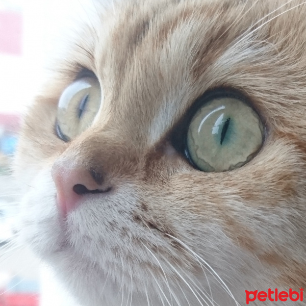 Scottish Fold, Kedi  Moana fotoğrafı