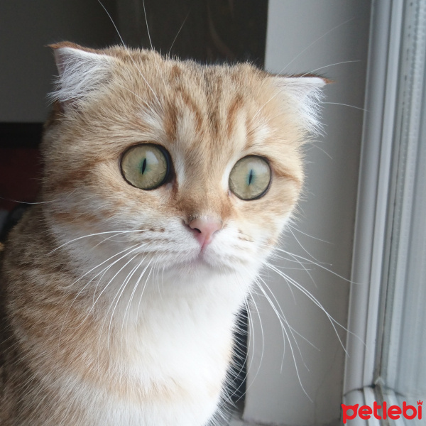 Scottish Fold, Kedi  Moana fotoğrafı