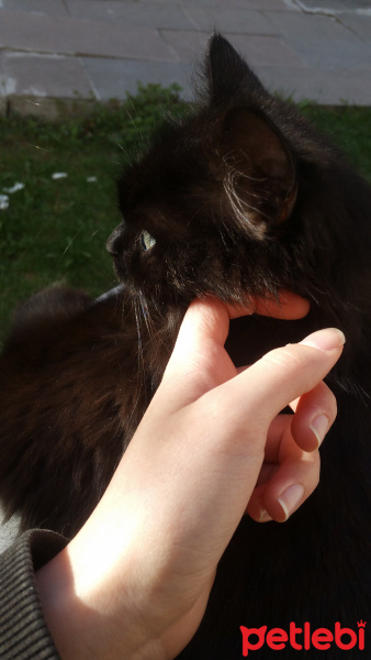 Bombay, Kedi  Pofidik Kıç fotoğrafı