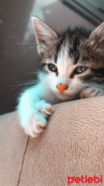 Tekir Kedi, Kedi  Zerrin fotoğrafı
