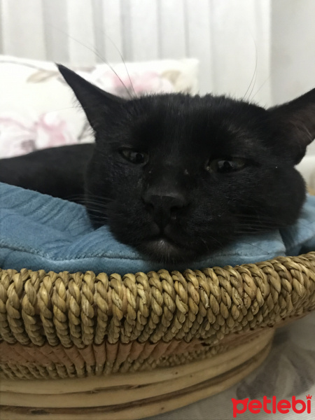 Tekir Kedi, Kedi  Zeyo fotoğrafı