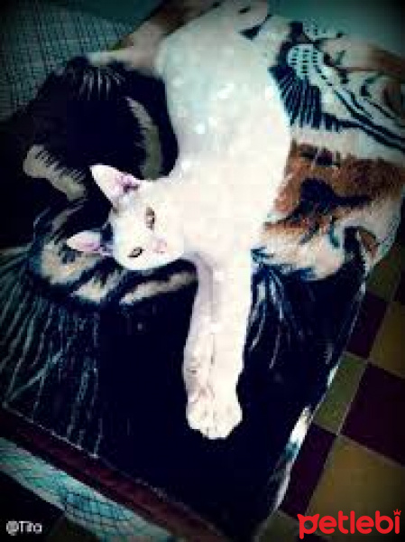 Tekir Kedi, Kedi  titti fotoğrafı