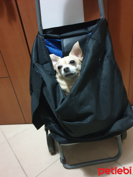 Chihuahua, Köpek  Shila fotoğrafı