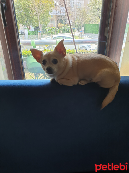 Chihuahua, Köpek  Shila fotoğrafı