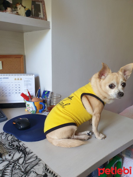 Chihuahua, Köpek  Shila fotoğrafı