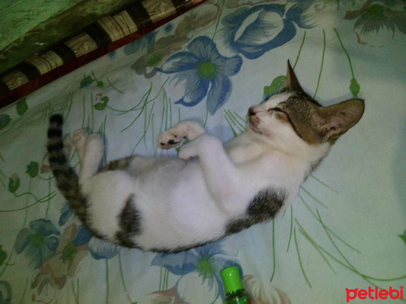 Tekir Kedi, Kedi  Masha fotoğrafı