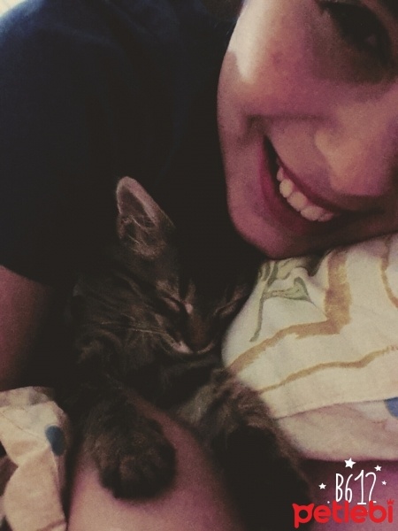 Tekir Kedi, Kedi  aspirin fotoğrafı