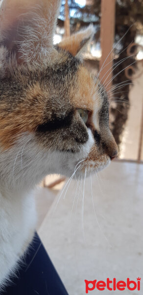 Tekir Kedi, Kedi  Minnoş /İlk göz ağrım fotoğrafı