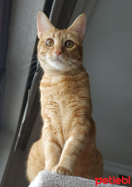 Sarman, Kedi  Hamlet fotoğrafı