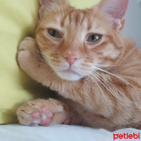Sarman, Kedi  Hamlet fotoğrafı