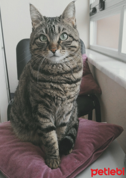 Tekir Kedi, Kedi  Tora fotoğrafı
