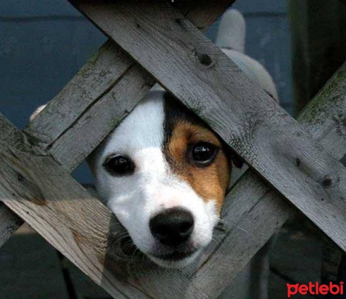 Jack Russell Terrier, Köpek  jack fotoğrafı