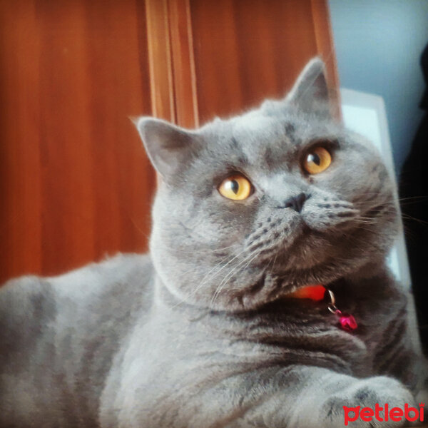 British Shorthair, Kedi  Miran fotoğrafı