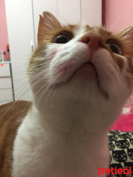 Tekir Kedi, Kedi  Mia fotoğrafı