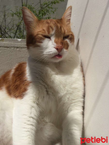 Tekir Kedi, Kedi  Mia fotoğrafı