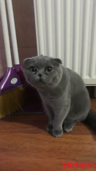 Scottish Fold, Kedi  Poyraz fotoğrafı