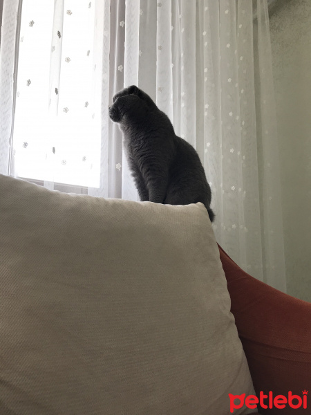 Scottish Fold, Kedi  Poyraz fotoğrafı