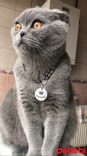 Scottish Fold, Kedi  Poyraz fotoğrafı