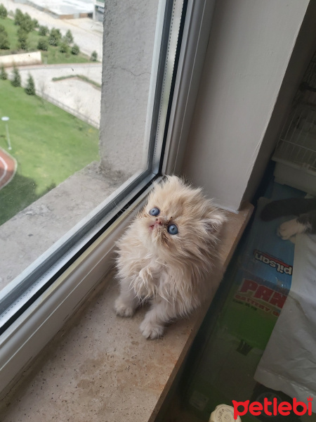 İran Kedisi (Persian), Kedi  Şevket fotoğrafı
