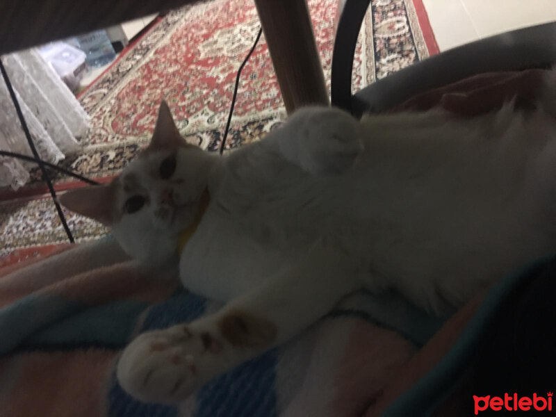 Tekir Kedi, Kedi  Misha fotoğrafı