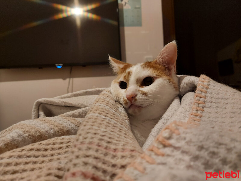 Tekir Kedi, Kedi  Misha fotoğrafı