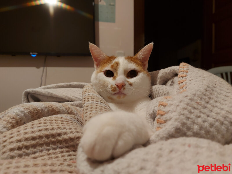 Tekir Kedi, Kedi  Misha fotoğrafı