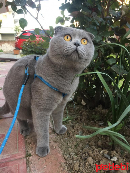 Scottish Fold, Kedi  Gümüş fotoğrafı