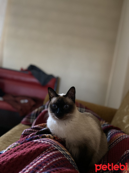 Siyam Kedisi, Kedi  Pıt Pıt fotoğrafı