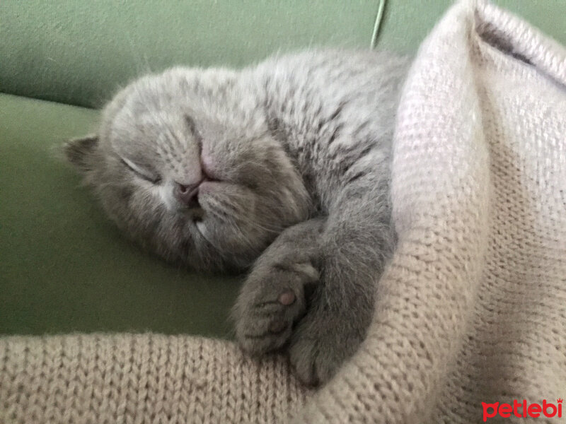 Scottish Fold, Kedi  Yudum fotoğrafı