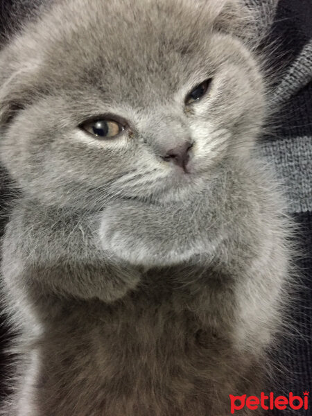 Scottish Fold, Kedi  Yudum fotoğrafı