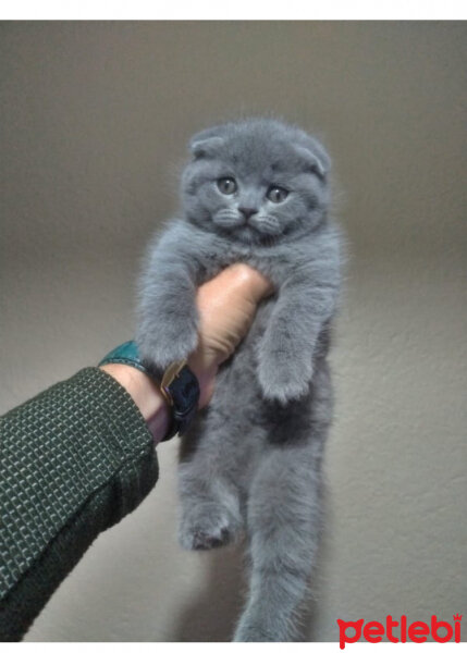 Scottish Fold, Kedi  Yudum fotoğrafı